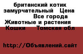 британский котик замурчательный › Цена ­ 12 000 - Все города Животные и растения » Кошки   . Томская обл.